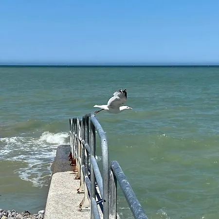 Les Cygnes De